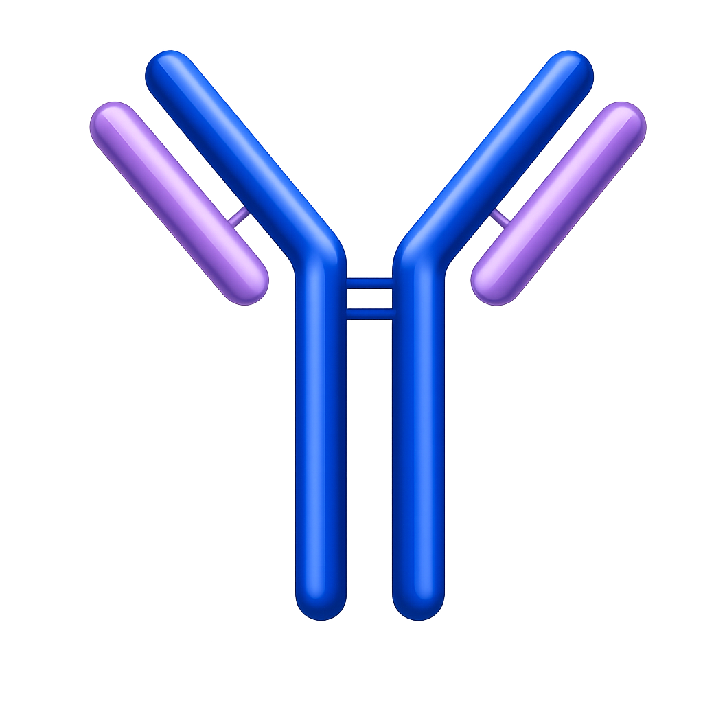 Monoclonal antibody