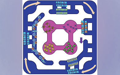 Three-Dimensional Multi-organ Culture Systems for Toxicological Analysis In Vitro