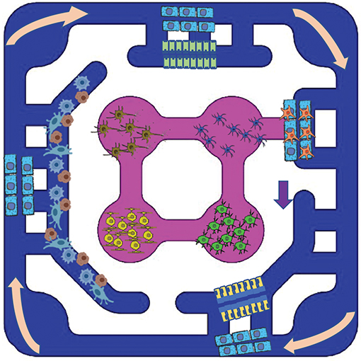 Brain-Gut-Kidney-Liver Plate