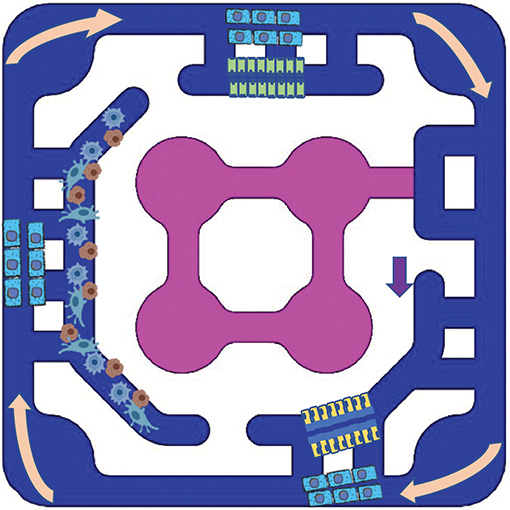 Gut-Kidney-Liver Plate